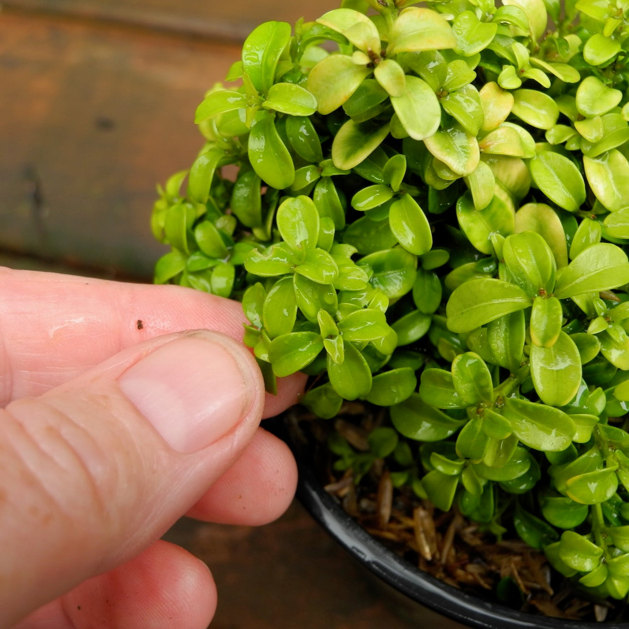 Kingsville Boxwood - Buxus microphylla 'Compacta'