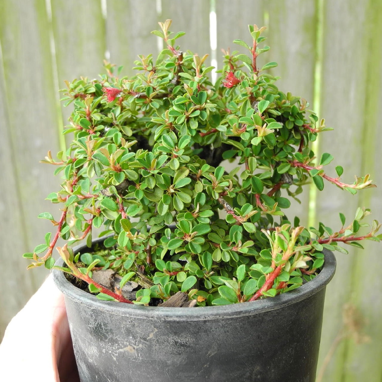 Cooper's Little Leaf Cotoneaster - Cotoneaster microphyllus 'Cooperi'