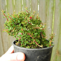 Cooper's Little Leaf Cotoneaster - Cotoneaster microphyllus 'Cooperi'