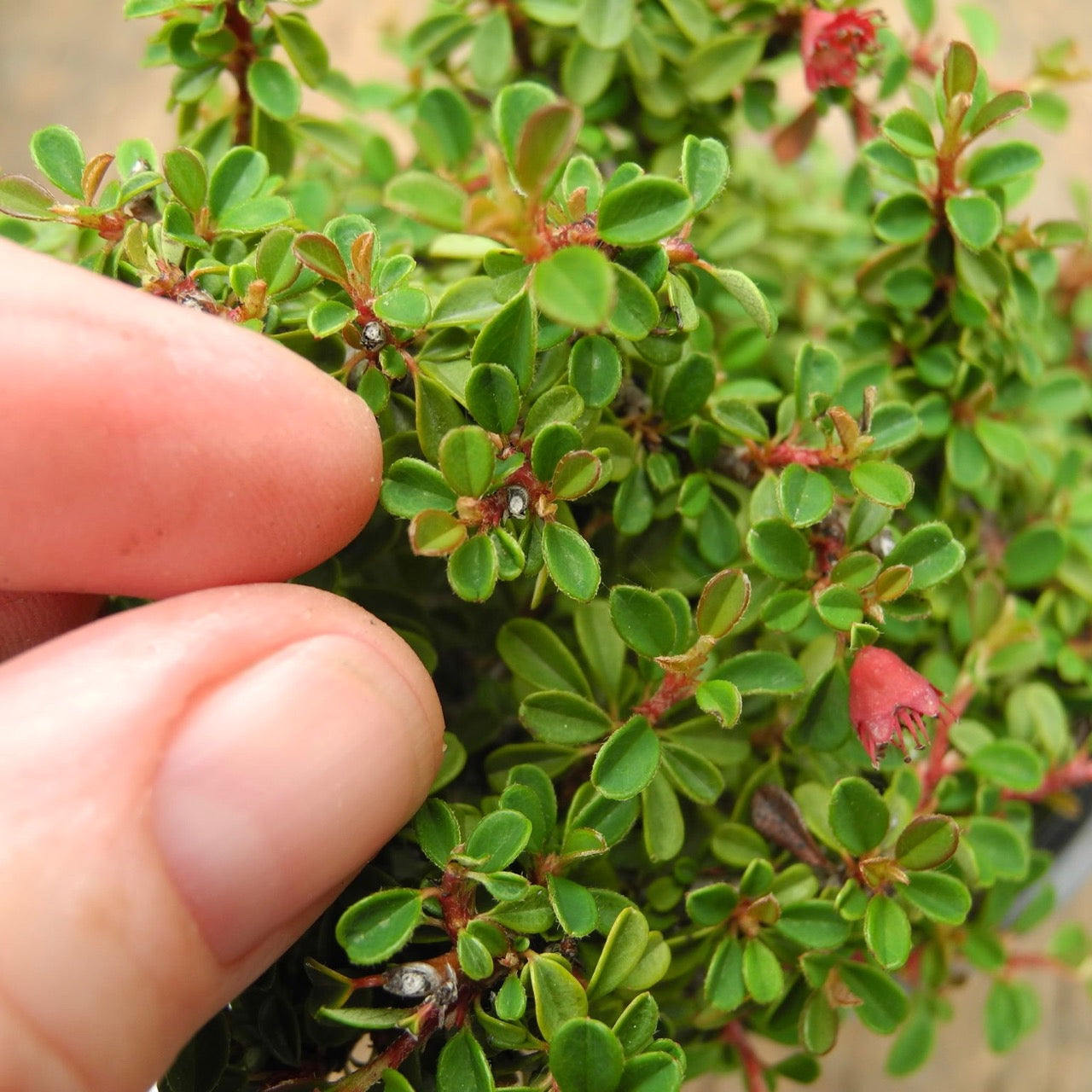 Cooper's Little Leaf Cotoneaster - Cotoneaster microphyllus 'Cooperi'