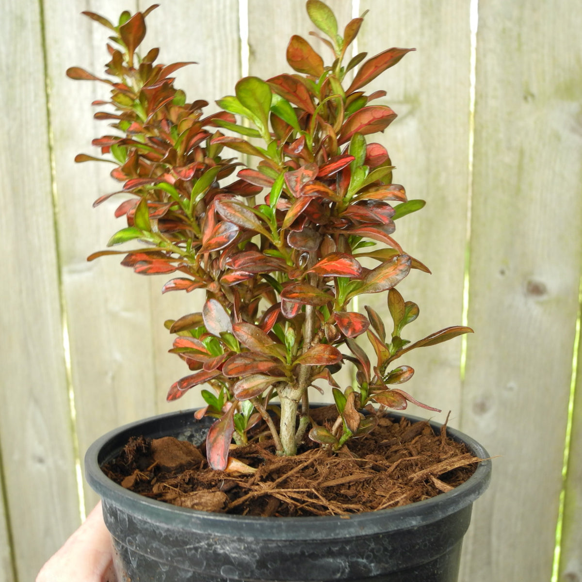 Australian Mirror Bush - Coprosma Evening Glow
