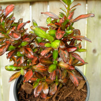 Australian Mirror Bush - Coprosma Evening Glow