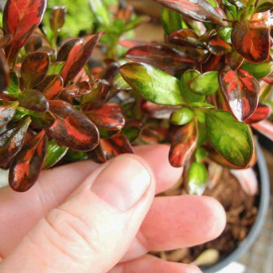 Australian Mirror Bush - Coprosma Evening Glow