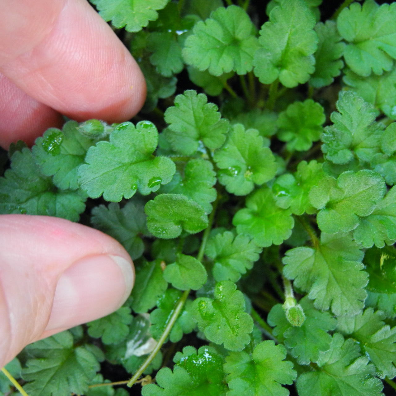 White Heronsbill - Erodium ‘Album'