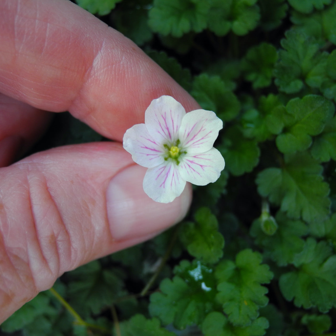 White Heronsbill - Erodium ‘Album'
