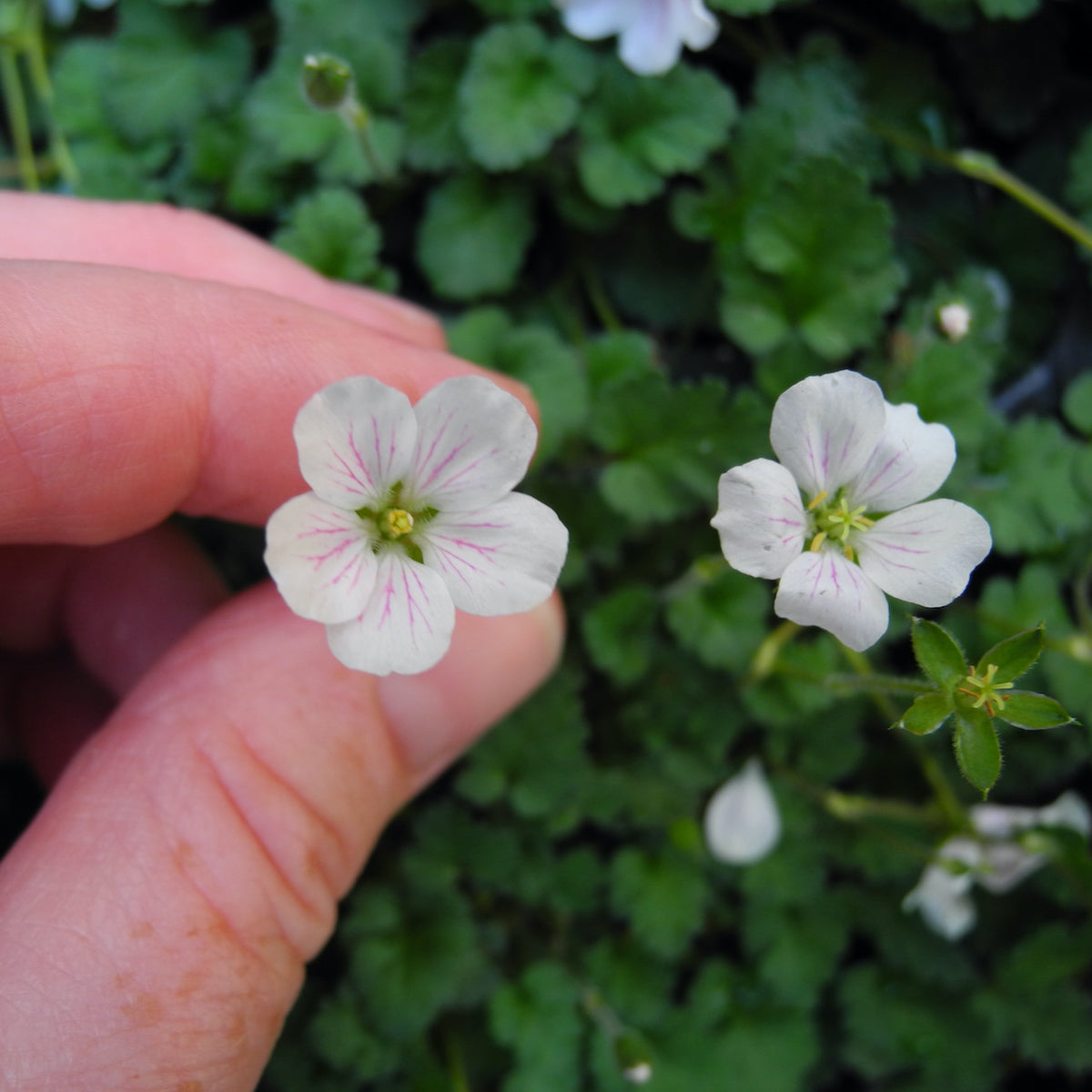 White Heronsbill - Erodium ‘Album'