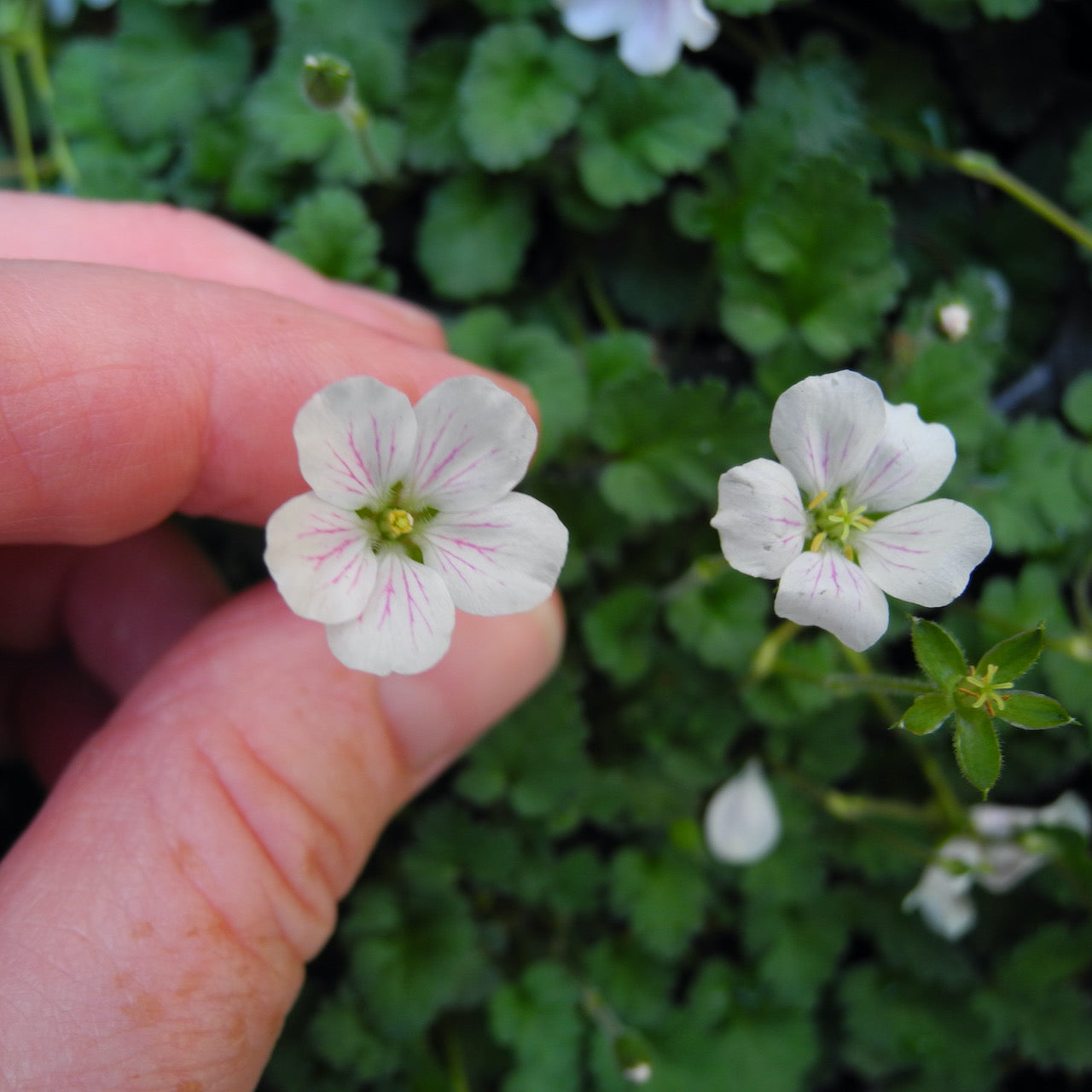 White Heronsbill - Erodium ‘Album'