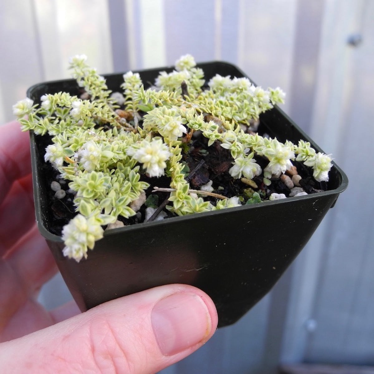 Creme de la Creme Nailwort - Paronychia kapela