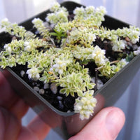 Creme de la Creme Nailwort - Paronychia kapela