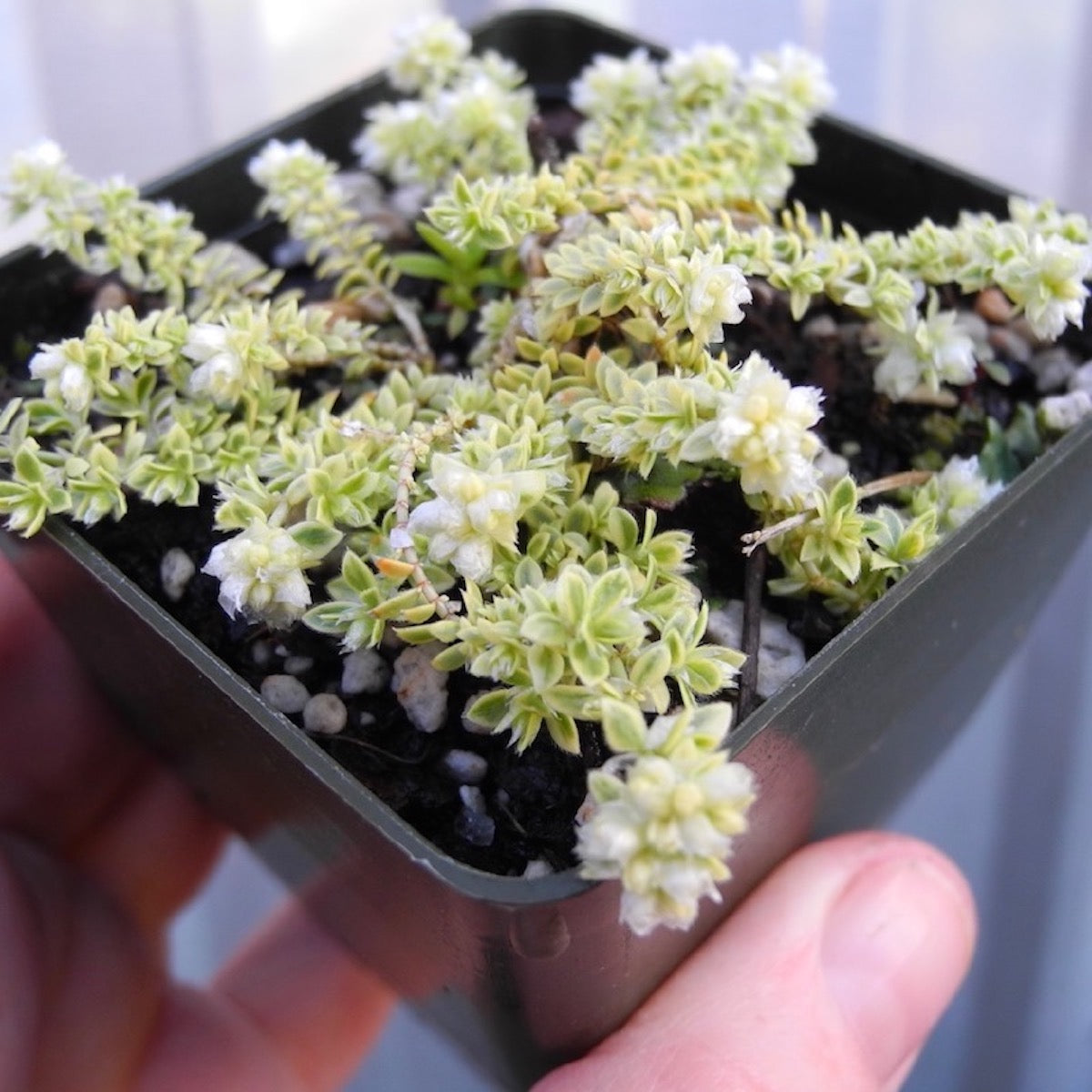 Creme de la Creme Nailwort - Paronychia kapela