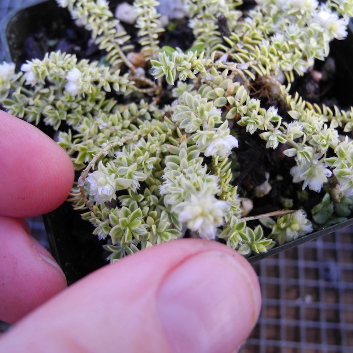 Creme de la Creme Nailwort - Paronychia kapela