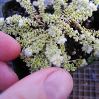 Creme de la Creme Nailwort - Paronychia kapela