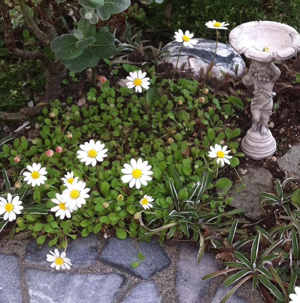 Miniature Garden Miniature Daisies - Bellium minutum – Two Green Thumbs ...