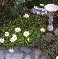 Miniature Daisies - Bellium minutum