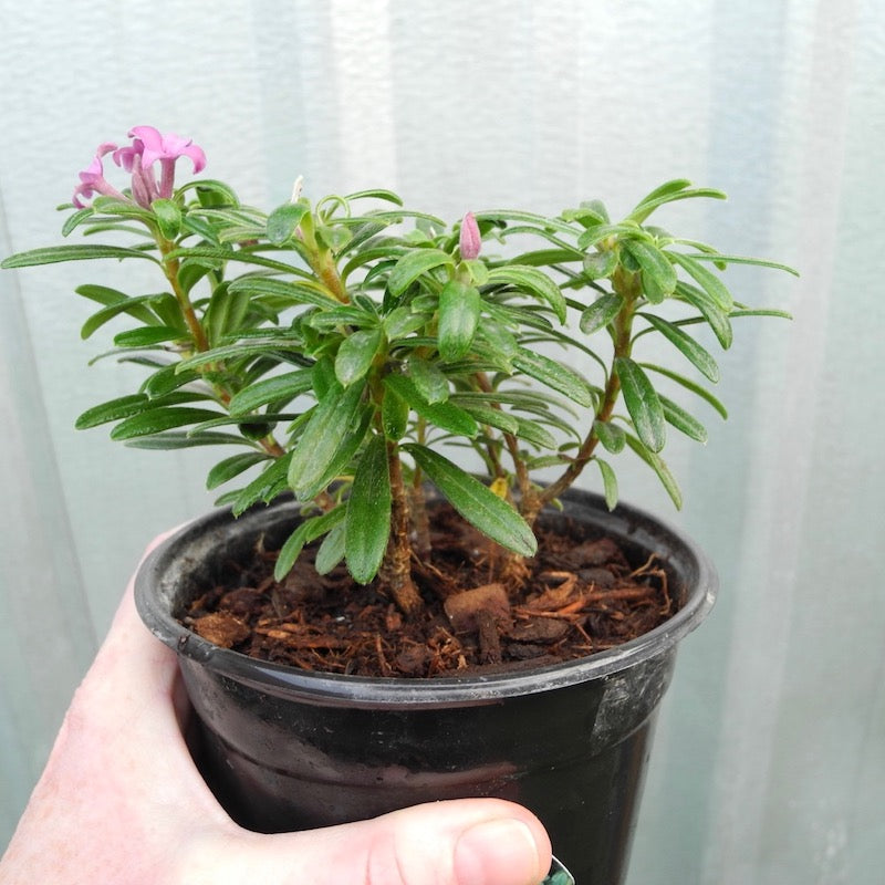 Dwarf Lawrence Crocker Daphne - Daphne x medfordensis