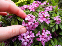 Dwarf Lawrence Crocker Daphne - Daphne x medfordensis