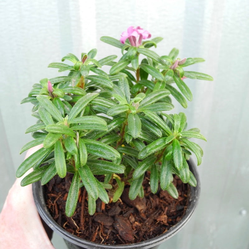 Dwarf Lawrence Crocker Daphne - Daphne x medfordensis