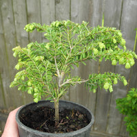 Dawson's Canadian Hemlock - Tsuga canadensis 'Dawsoniana'