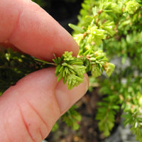 Dawson's Canadian Hemlock - Tsuga canadensis 'Dawsoniana'