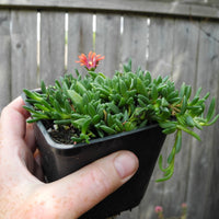 Fire Spinner Ice Plant - Delosperma cooperi 'Fire Spinner'