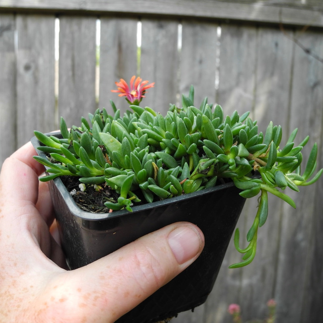 Fire Spinner Ice Plant - Delosperma cooperi 'Fire Spinner'