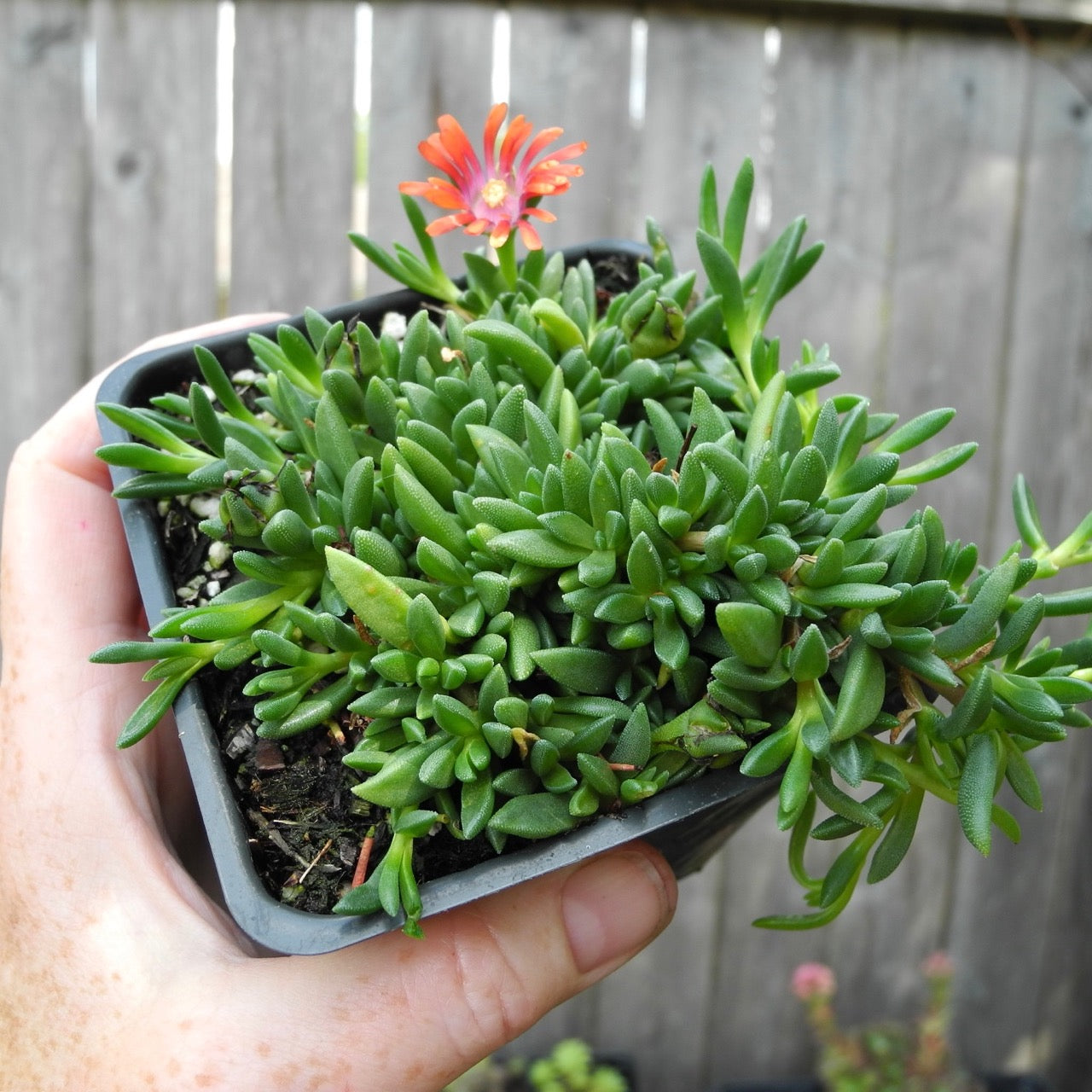 Fire Spinner Ice Plant - Delosperma cooperi 'Fire Spinner'