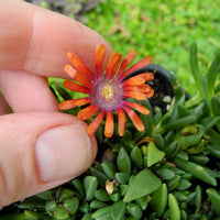 Fire Spinner Ice Plant - Delosperma cooperi 'Fire Spinner'