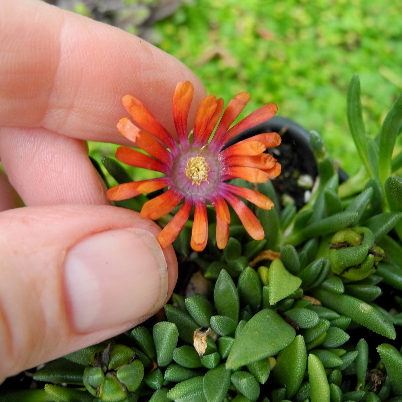 Fire Spinner Ice Plant - Delosperma cooperi 'Fire Spinner'