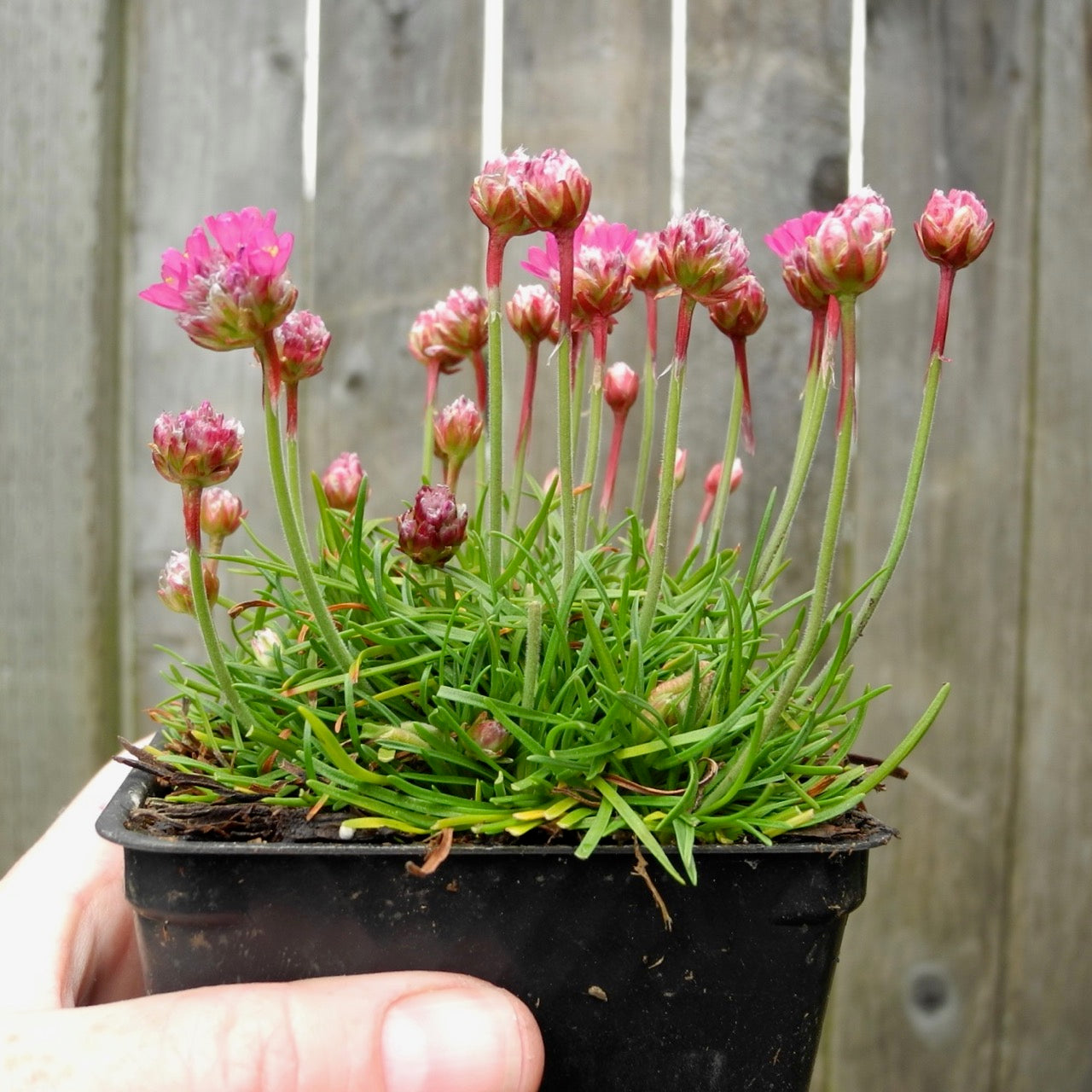 Dusseldorf Seathrift - Armeria maritima 'Dusseldorf'