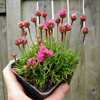 Dusseldorf Seathrift - Armeria maritima 'Dusseldorf'