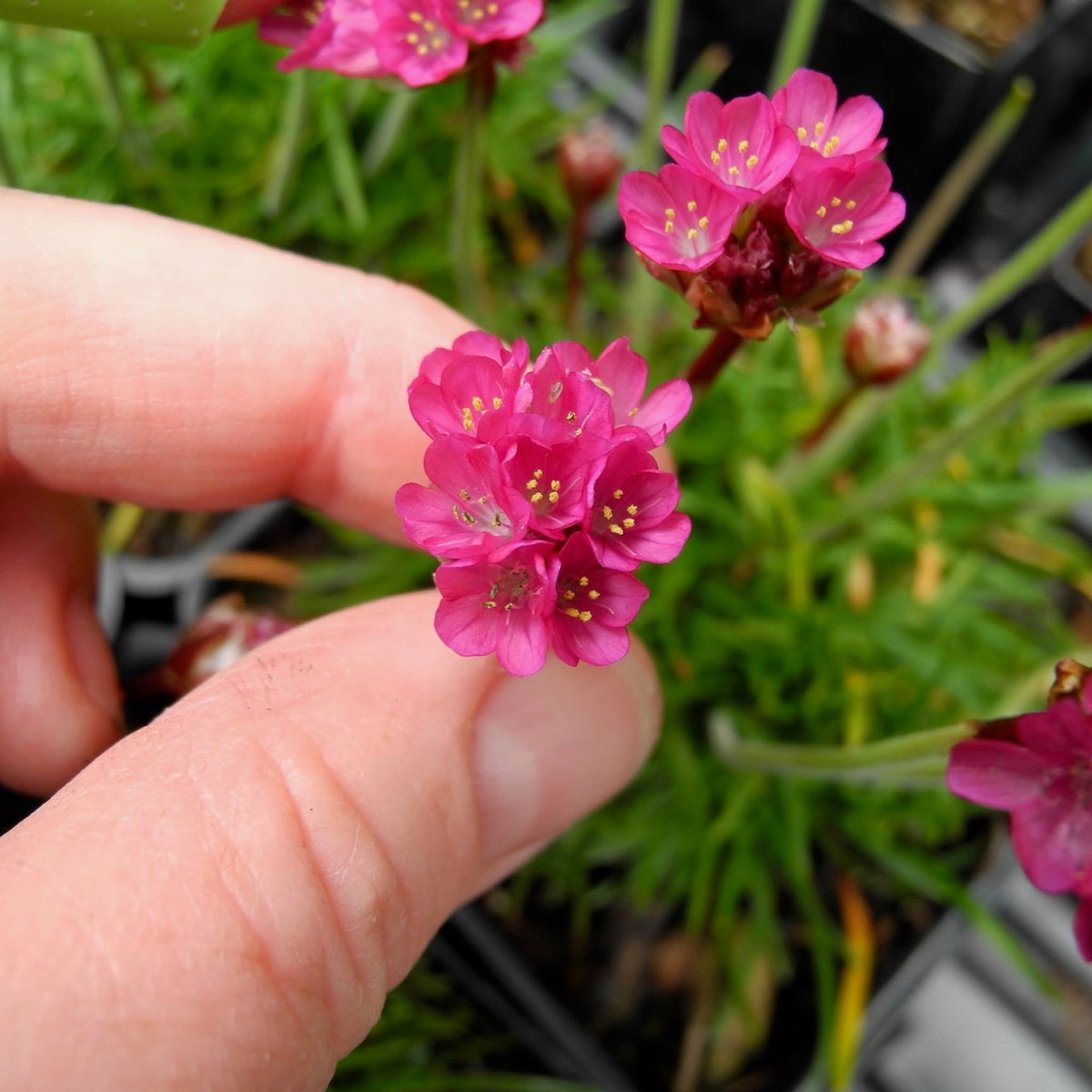 Dusseldorf Seathrift - Armeria maritima 'Dusseldorf'