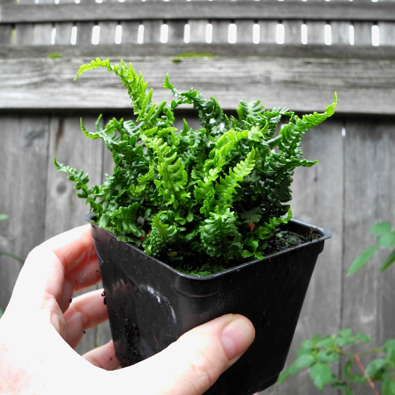 Dwarf Crisped Fern - Dryopteris affinis 'Crispa Gracilis'