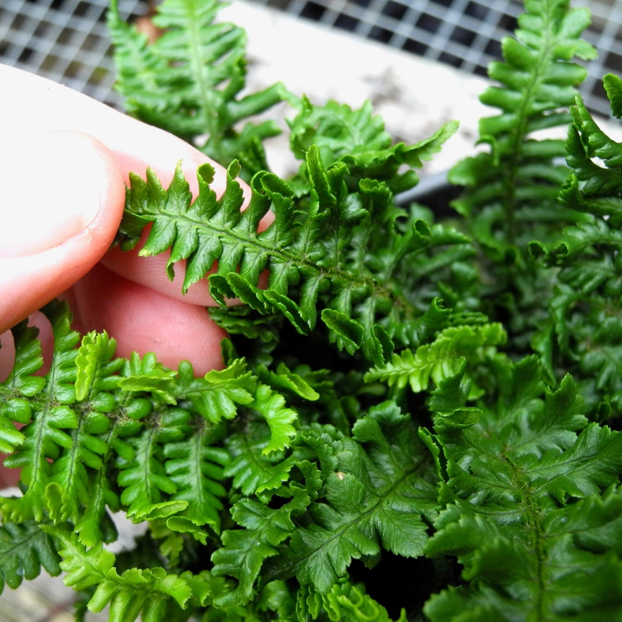 Dwarf Crisped Fern - Dryopteris affinis 'Crispa Gracilis'