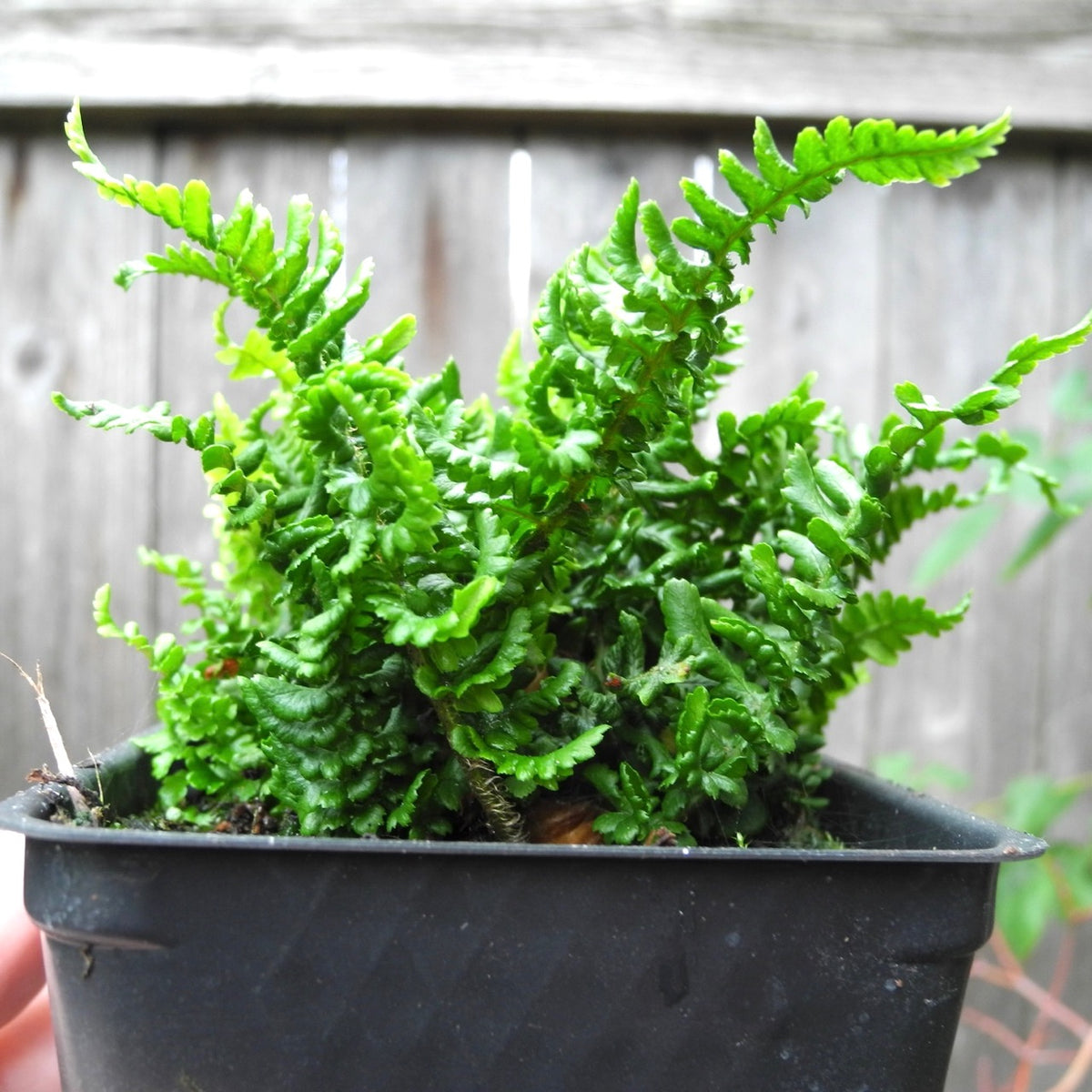 Dwarf Crisped Fern - Dryopteris affinis 'Crispa Gracilis'