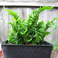 Dwarf Crisped Fern - Dryopteris affinis 'Crispa Gracilis'
