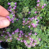 Elfin Thyme – Thymus serpyllum Elfin