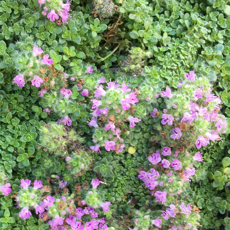 Elfin Thyme – Thymus serpyllum Elfin