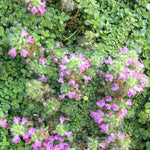 Elfin Thyme – Thymus serpyllum ‘Elfin’