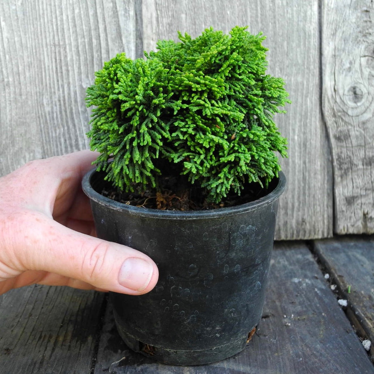 Ellie B Hinoki Cypress - Chameacyparis obtusa 'Ellie B'