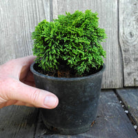Ellie B Hinoki Cypress - Chameacyparis obtusa 'Ellie B'