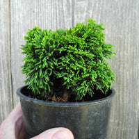 Ellie B Hinoki Cypress - Chameacyparis obtusa 'Ellie B'