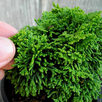 Ellie B Hinoki Cypress - Chameacyparis obtusa 'Ellie B'