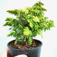 Fernspray Gold Hinoki Cypress - Chamaecyparis obtusa 'Fernspray Gold'