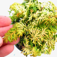 Fernspray Gold Hinoki Cypress - Chamaecyparis obtusa 'Fernspray Gold'