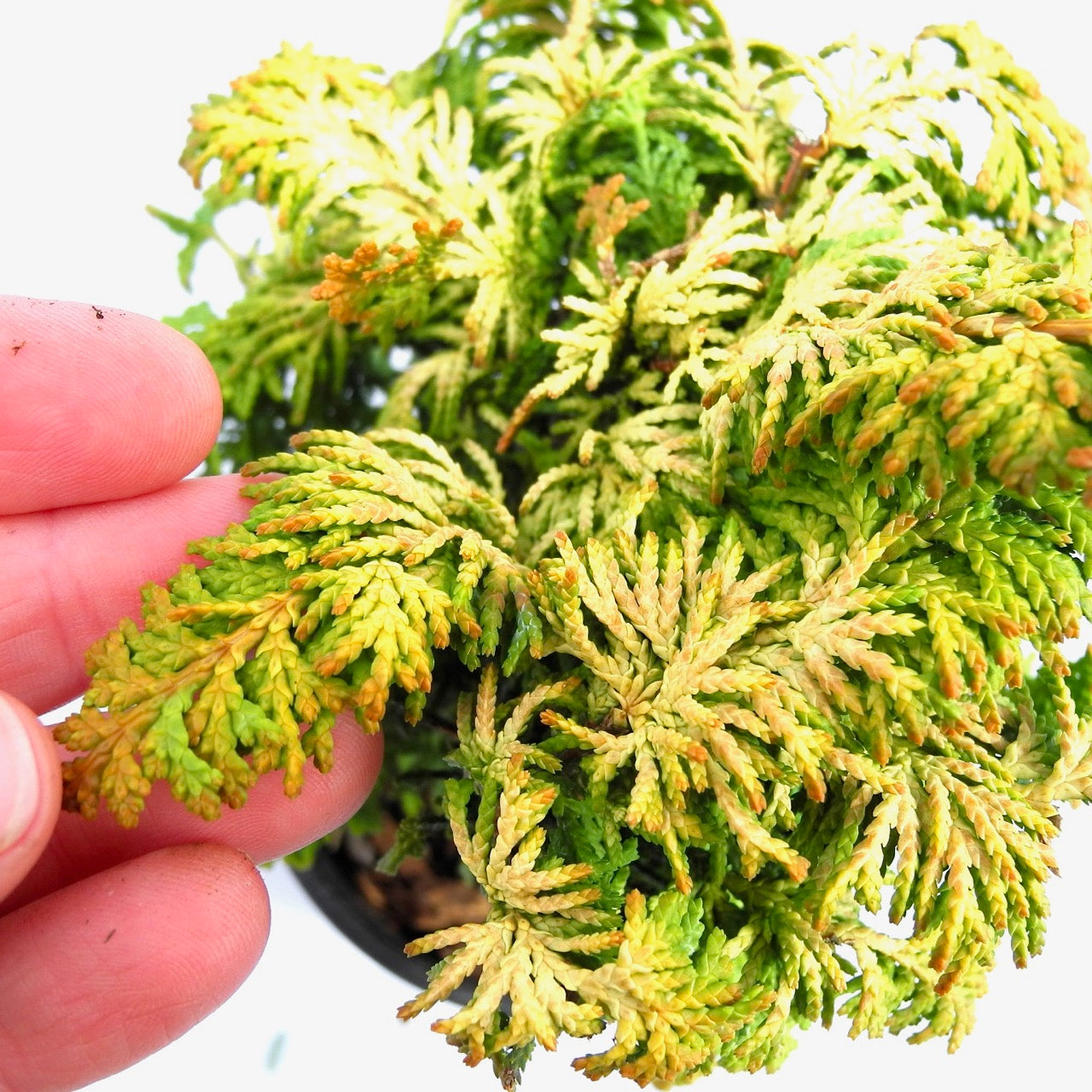 Fernspray Gold Hinoki Cypress - Chamaecyparis obtusa 'Fernspray Gold'