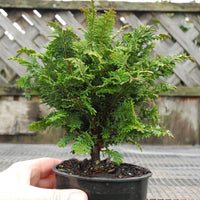 Compact Fernleaf Cypress – Chamaecyparis obtusa ‘Filicoides Compacta’