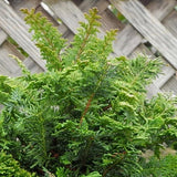 Compact Fernleaf Cypress – Chamaecyparis obtusa ‘Filicoides Compacta’