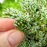 Ice Breaker Dwarf Korean Fir - Abies koreana 'Ice Breaker'