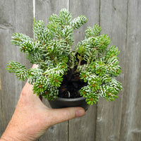 Ice Breaker Dwarf Korean Fir - Abies koreana 'Ice Breaker'