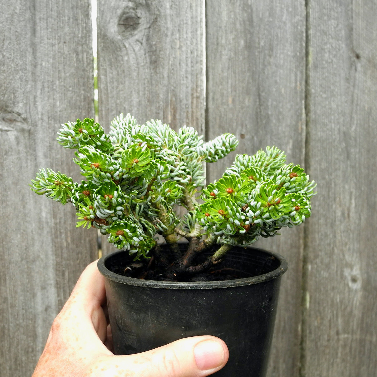 Ice Breaker Dwarf Korean Fir - Abies koreana 'Ice Breaker'